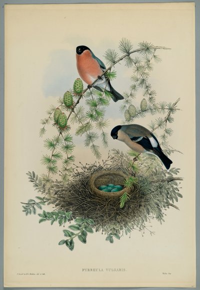 Imagem desconhecida de John after Gould
