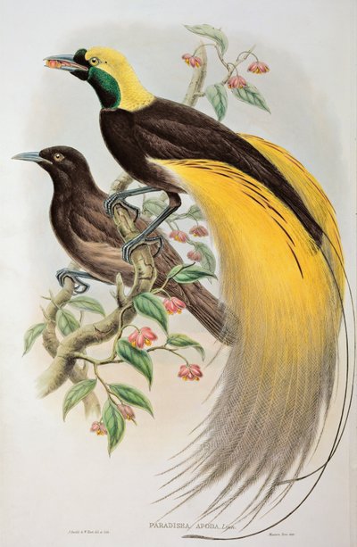 Ave do Paraíso: Maior, Paradisaea Apoda de John and Hart, William Gould