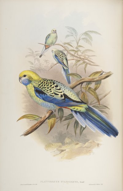 Platycerus cyanogenus, dos pássaros da Austrália por John Gould, 1840 de John and Richter Gould