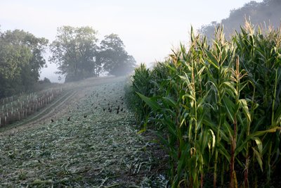 Goodwood Estate em West Sussex, Reino Unido, 2019 (foto) de Jon Nicholson