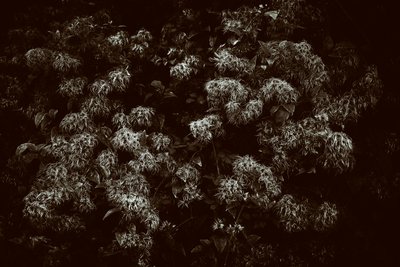 Goodwood Estate em West Sussex, Reino Unido, 2019 (foto) de Jon Nicholson