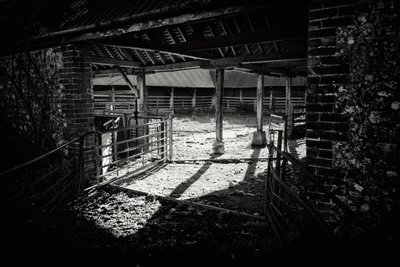 Goodwood Estate em West Sussex, Reino Unido, 2019 (foto) de Jon Nicholson