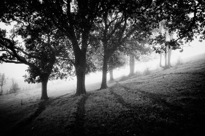 Goodwood Estate em West Sussex, Reino Unido, 2019 (foto) de Jon Nicholson