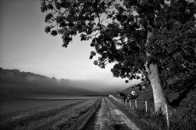 Goodwood Estate em West Sussex, Reino Unido, 2019 (foto) de Jon Nicholson