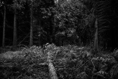 Goodwood Estate em West Sussex, Reino Unido, 2019 (foto) de Jon Nicholson