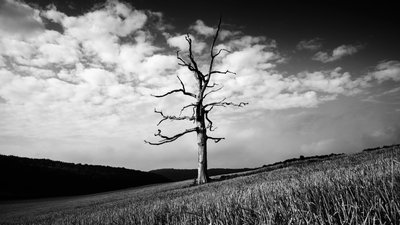 O Goodwood Estate em West Sussex, Reino Unido, 2020 (foto) de Jon Nicholson