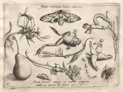 Arquétipos e Estudos: A morte é a linha que marca o fim de tudo (Parte II, placa 5) de Joris Hoefnagel