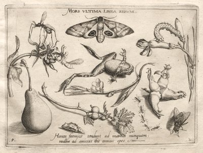 Arquétipos e Estudos: A morte é a linha que marca o fim de toda a Parte II, chapa 5, 1592. de Joris Hoefnagel