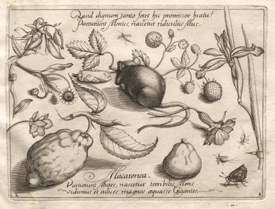 Arquétipos e Estudos: O que pode emergir de acordo com uma promessa tão cavernosa, 1592. de Joris Hoefnagel