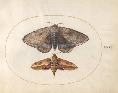  de Joris Hoefnagel