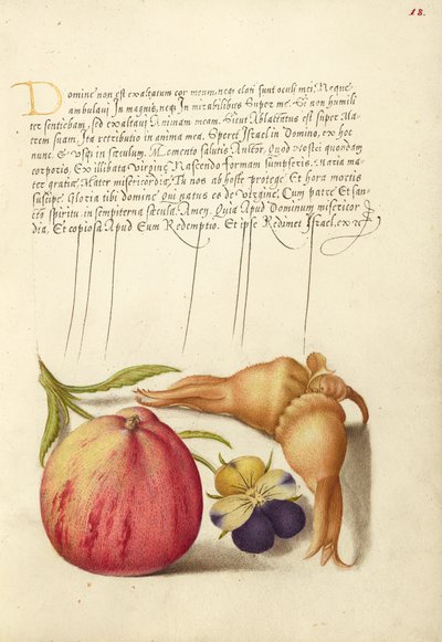 Maçã comum, amor-perfeito silvestre europeu e figueira-da-índia gigante de Joris Hoefnagel