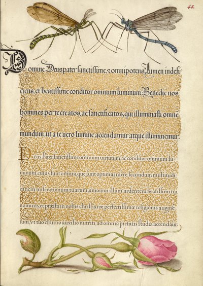 Mosca-das-crucíferas, inseto e rosa francesa de Joris Hoefnagel