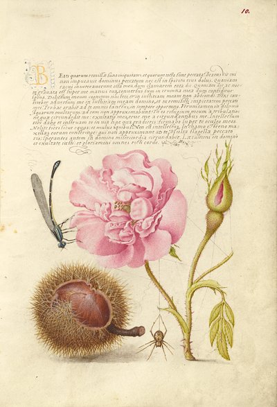 Dama-da-terra, rosa francesa, castanha espanhola e aranha de Joris Hoefnagel