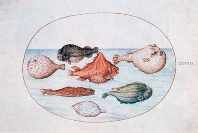Peixe, século XVI de Joris Hoefnagel