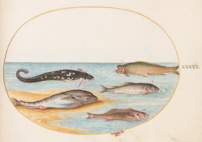Peixe, c.1575-80 de Joris Hoefnagel