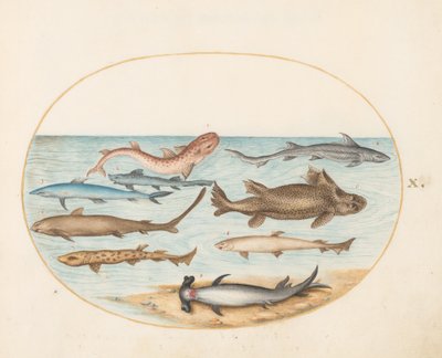 Peixe, c.1575-80 de Joris Hoefnagel