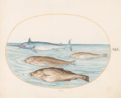 Peixe, c.1575-80 de Joris Hoefnagel