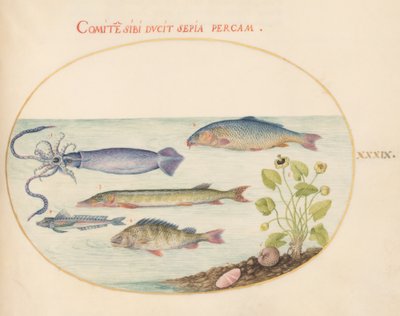 Peixe, c.1575-80 de Joris Hoefnagel