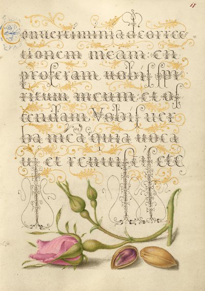 Rosa Francesa e Pistáchio de Joris Hoefnagel