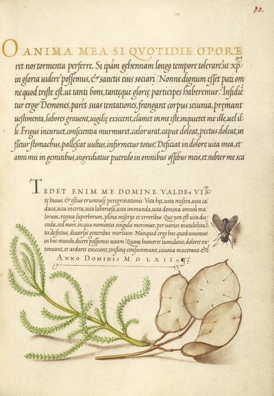 Mosca doméstica, algodão lavanda e planta do dinheiro de Joris Hoefnagel