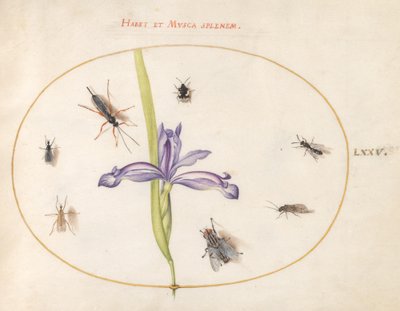 Insetos, c.1575-80 de Joris Hoefnagel