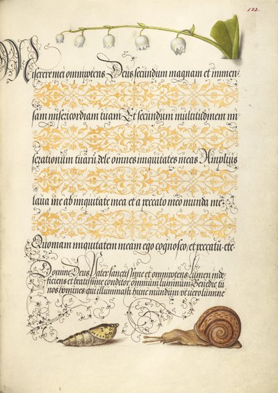 Lírio-do-vale, pupa e caracol terrestre de Joris Hoefnagel