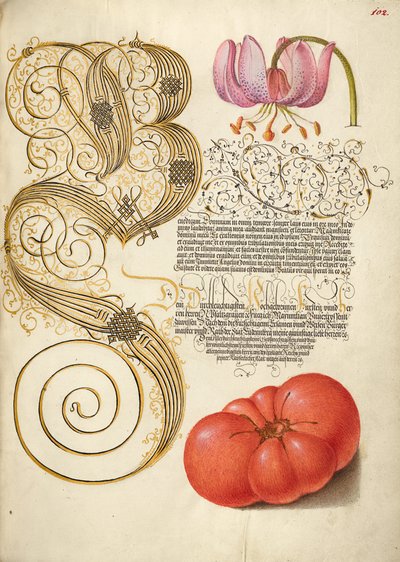 Martagon Lírio e Tomate de Joris Hoefnagel