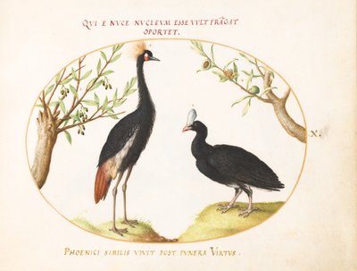 Placa 10: Guindaste de Coroa Cinzenta e Mutum de Capacete de Joris Hoefnagel