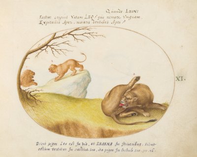 Prancha 11: Uma leoa com dois leões ao fundo de Joris Hoefnagel
