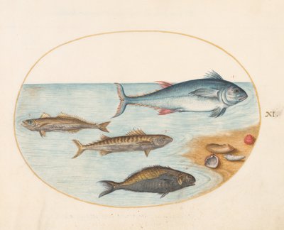 Placa 11: Quatro Peixes e Conchas de Joris Hoefnagel