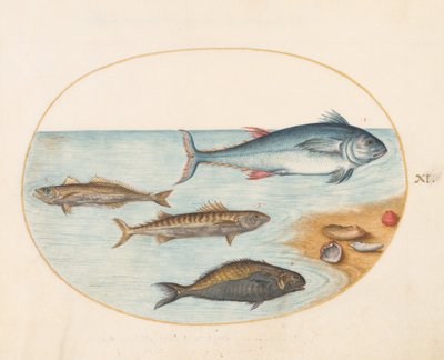 Prancha 11: Quatro peixes e conchas de Joris Hoefnagel