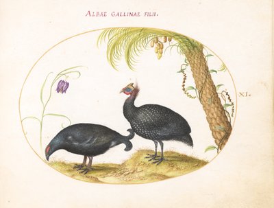 Placa 11: Par de pintadas com palmeira e fritillaria de Joris Hoefnagel