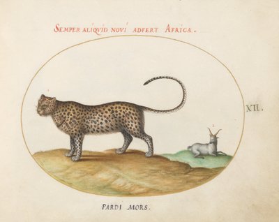 Placa 12: Uma chita (?) e uma ovelha selvagem de Joris Hoefnagel