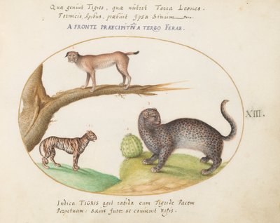 Placa 13: Um Tigre, um Lince e um Jaguar (?) de Joris Hoefnagel