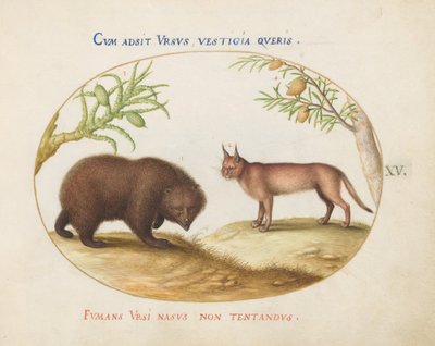 Placa 15: Um Urso e um Lince (?) de Joris Hoefnagel