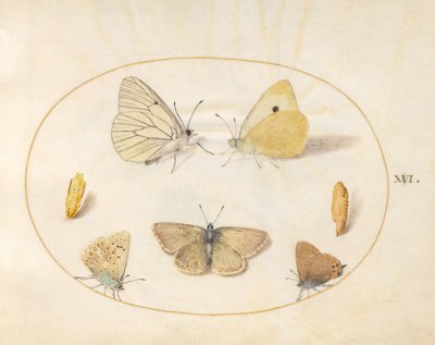 Prancha 16: borboleta-branca-de-nervuras-pretas, amarela-nublada, borboleta-de-cauda-preta (?), argus-do-gerânio (?) e azul-comum com duas crisálidas de Joris Hoefnagel