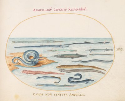 Placa 16: Enguias, Peixe-cachimbo e Peixe-agulha de Joris Hoefnagel