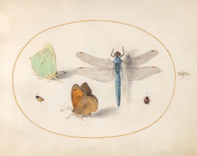 Prancha 17: borboletas-limão e castanhas-dos-prados (?), uma libélula-azul e dois pequenos insetos de Joris Hoefnagel
