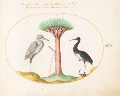Placa 17: Garça-branca(?) e cegonha-preta matando uma cobra com uma árvore de sangue de dragão de Joris Hoefnagel