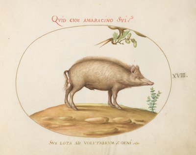 Prancha 18: Um Porco com Bolotas de Joris Hoefnagel