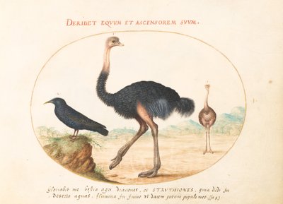 Placa 1: Dois avestruzes e um estorninho de Joris Hoefnagel