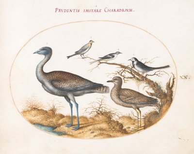 Ilustração 20: Uma tarambola com quatro outros pássaros de Joris Hoefnagel