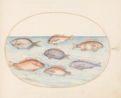 Placa 20: Dourada, Dentex, Sargo e Outros Peixes de Joris Hoefnagel