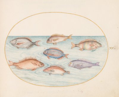  de Joris Hoefnagel