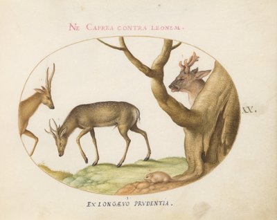 Ilustração 20: Três tipos de veados com arganaz (?) de Joris Hoefnagel