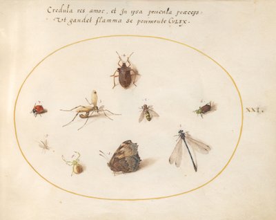 Placa 21: Uma borboleta com uma libélula, uma joaninha e cinco outros insetos de Joris Hoefnagel