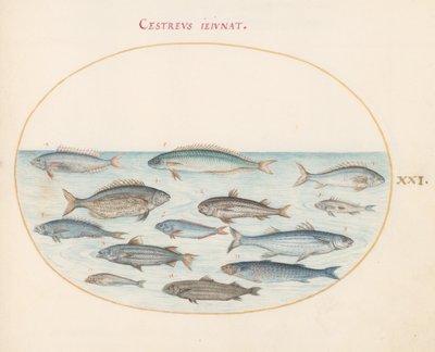 Placa 21: Bacalhau(?) e Outros Peixes de Joris Hoefnagel