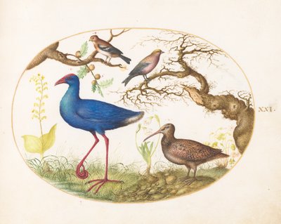 Placa 21: Galinha do pântano e galinhola com um pintassilgo listrado, um tentilhão e galhas de carvalho de Joris Hoefnagel