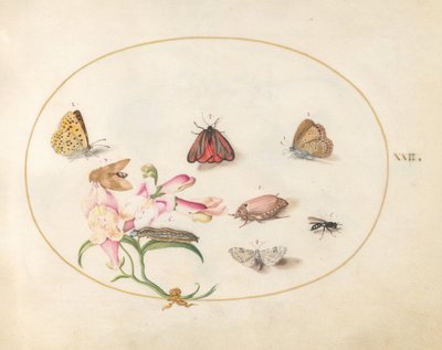  de Joris Hoefnagel