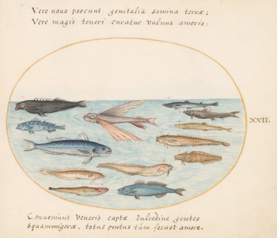 Placa 22: Tainha, Peixe Voador, Enguias e Outros Peixes de Joris Hoefnagel